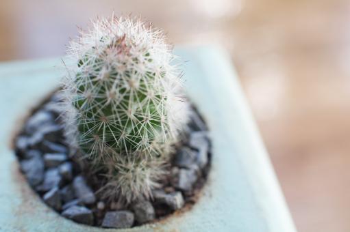 Free Stock Photo of Small Cactus Macro