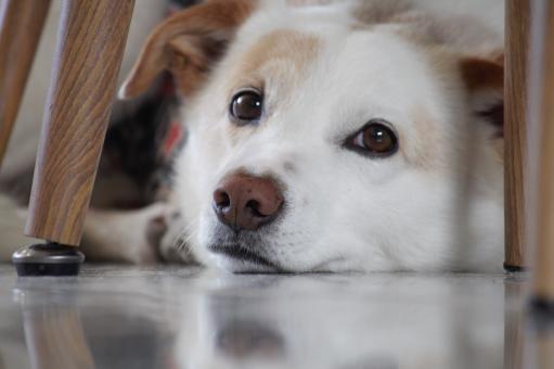 Free Stock Photo of Dog Under Table