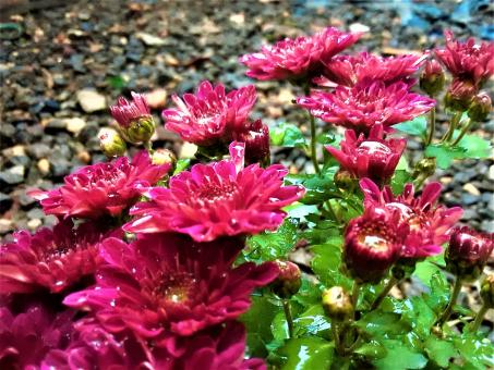Free Stock Photo of Beautiful Pink Flowers in Bloom