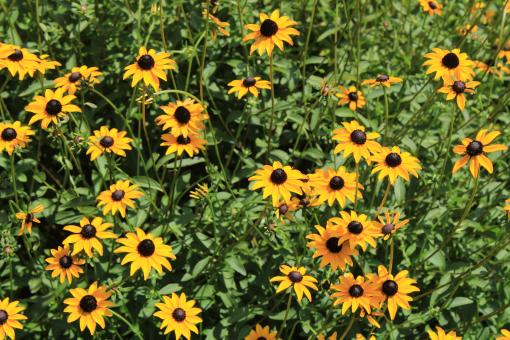 Free Stock Photo of Yellow Flower Bed