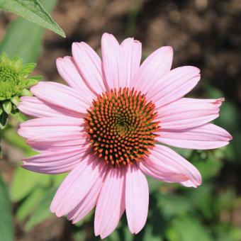 Free Stock Photo of Pink Daisy