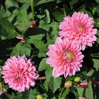 Free Stock Photo of Pink Dahlia Flowers