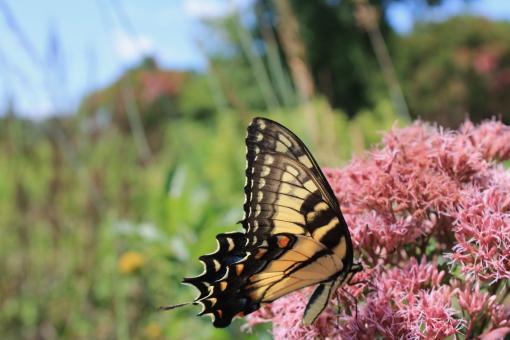 Free Stock Photo of Monarch Butterfly on Flowers