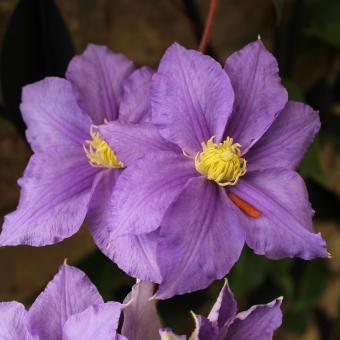 Free Stock Photo of Purple and Yellow Flowers
