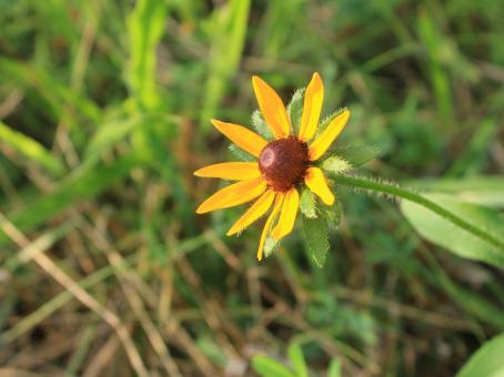 Free Stock Photo of Yellow Flower in Tall Grass
