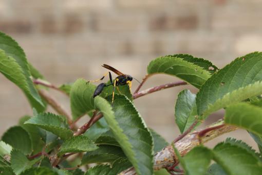 Free Stock Photo of Hornet On a Leaf