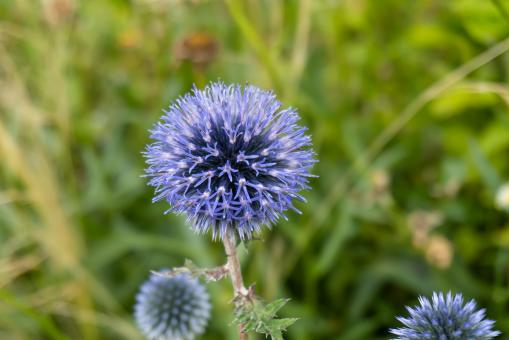 Free Stock Photo of Blue Spring Flower