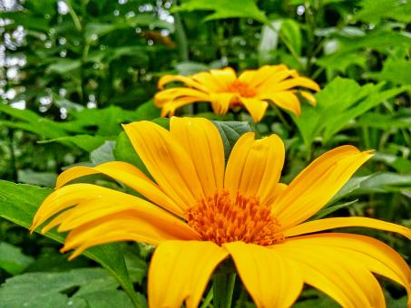 Free Stock Photo of Gerbera Jamesonii