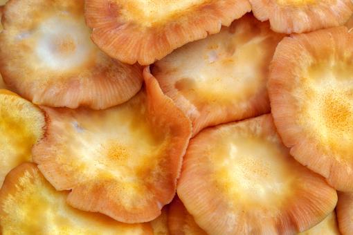 Free Stock Photo of Fungus Flesh