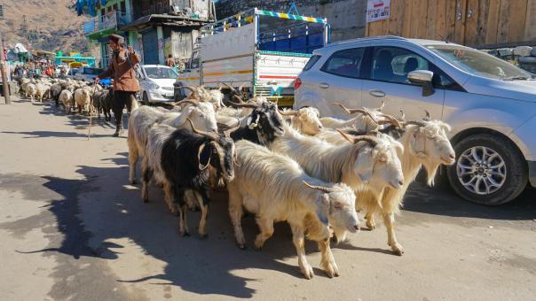 Free Stock Photo of Man walking sheep in a village