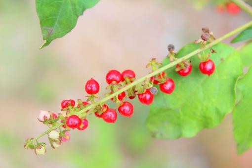 Free Stock Photo of Red Berry Flowers