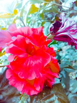 Free Stock Photo of Red Tropical Flower