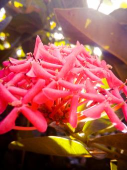 Free Stock Photo of Pink Tropical Flowers