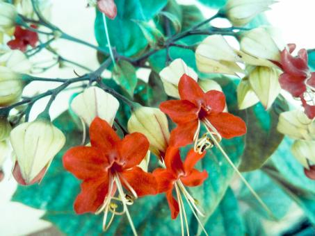 Free Stock Photo of Red and White Flowers 