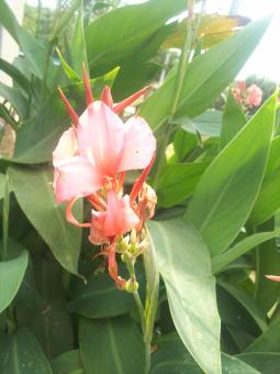 Free Stock Photo of Red flower in green tree