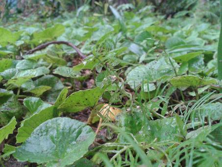 Free Stock Photo of Centella Asiatica or Gotu Kola