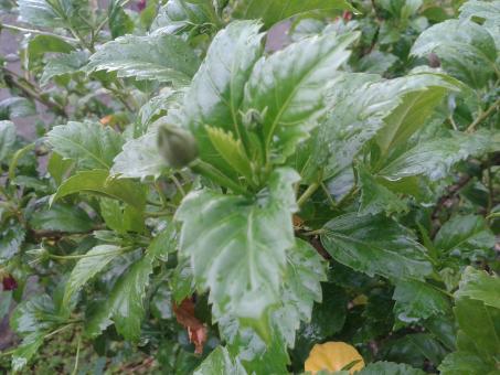 Free Stock Photo of Green plant in garden