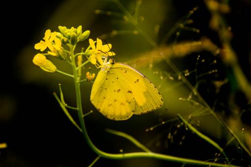 Free Stock Photo of Yellow Butterfly and Flower