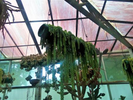 Free Stock Photo of Hanging plant in a greenhouse