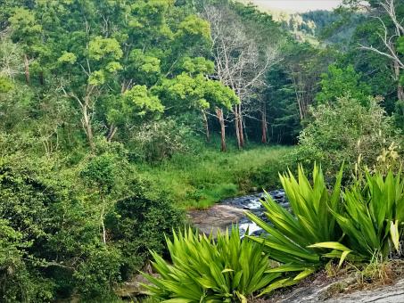 Free Stock Photo of Beautiful mountain forest with river