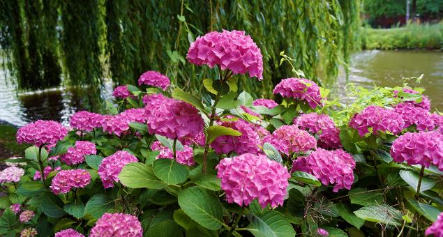 Free Stock Photo of Pink Flowers in Amsterdam