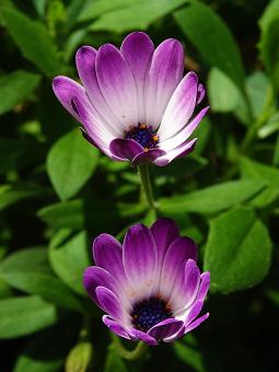 Free Stock Photo of Purple and White Small Flowers