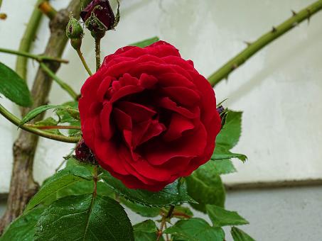 Free Stock Photo of Red Rose in Bloom