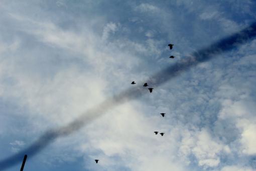 Free Stock Photo of Birds in a Blue Sky