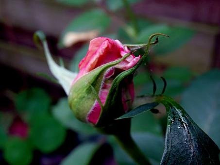 Free Stock Photo of The flower emerges from the bud
