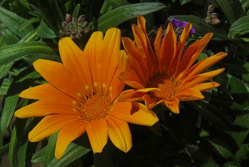 Free Stock Photo of Pair of Orange Flowers