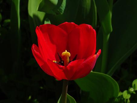Free Stock Photo of Single Red Tulip