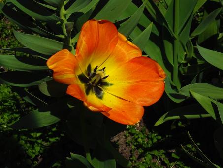 Free Stock Photo of Orange and Yellow Tulip