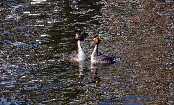 Free Stock Photo of Two lovebirds