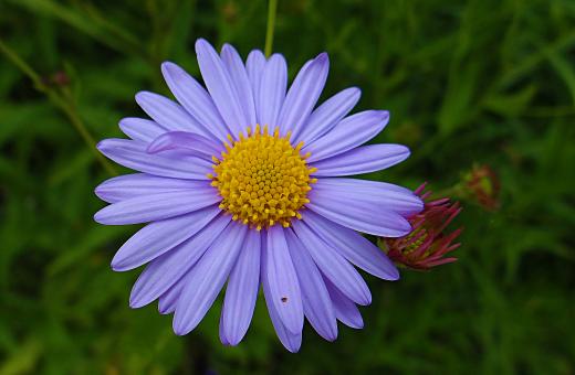 Free Stock Photo of Light Blue Flower