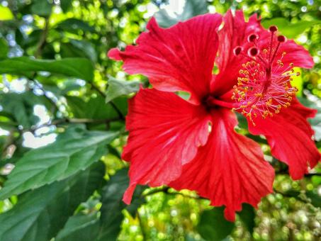 Free Stock Photo of Red China Rose
