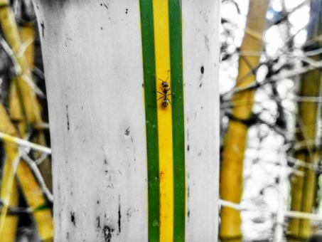 Free Stock Photo of  Black Garden Ant