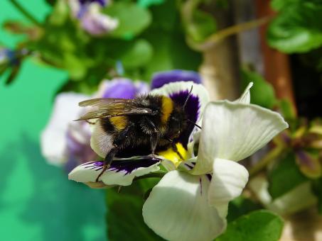 Free Stock Photo of White Flower and Honey Bee