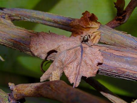 Free Stock Photo of Autumn Leaf on Tree