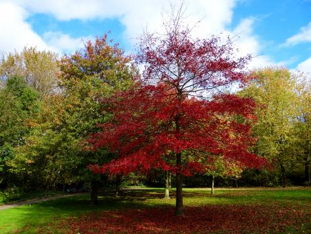 Free Stock Photo of Red Autumn Tree