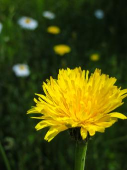 Free Stock Photo of Chrysanthemum