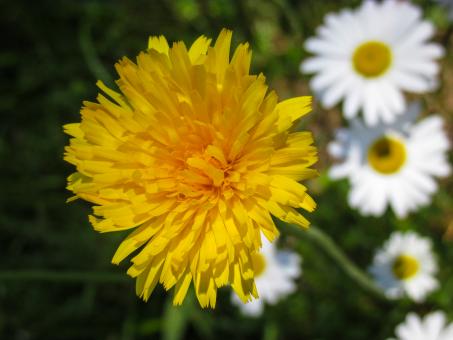 Free Stock Photo of Yellow Chrysanthemum