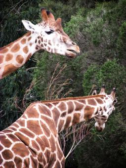 Free Stock Photo of Giraffes eating leaves from a tree