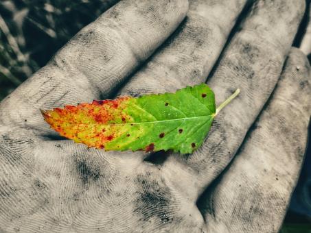 Free Stock Photo of Color Leaf on Dirty Hand