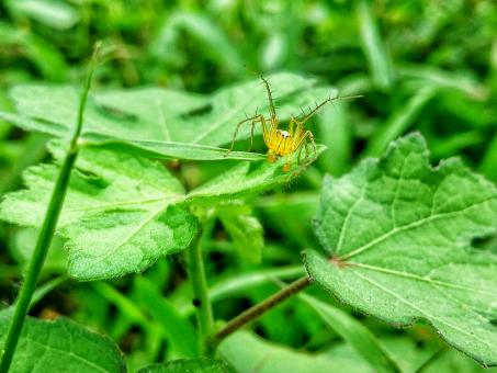 Free Stock Photo of Striped Lynx Spider