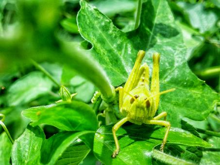 Free Stock Photo of Green Grasshopper