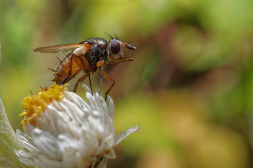 Free Stock Photo of Fly on a white and yellow flower