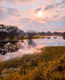Free Stock Photo of Sunrise morning with a golden pond and water reflection