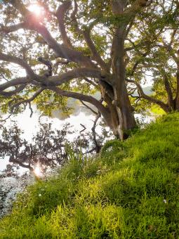Free Stock Photo of Tree beside pond - Sri Lanka