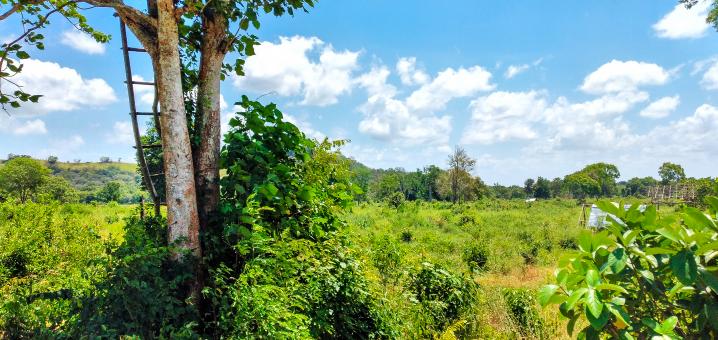 Free Stock Photo of Meadow and blue sky