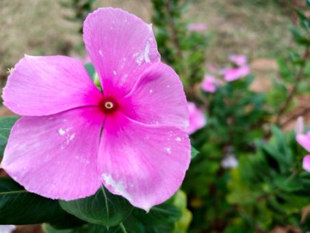 Free Stock Photo of Cosmos pink flower in garden